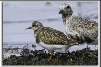 TOURNEPIERRE  COLLIER, automne    /    RUDDY TURNSTONE, autumn    _HP_5014_a_a