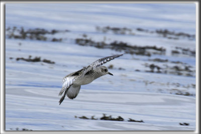 PLUVIER ARGENT    /    BLACK-BELLIED PLOVER     _HP_4776_a