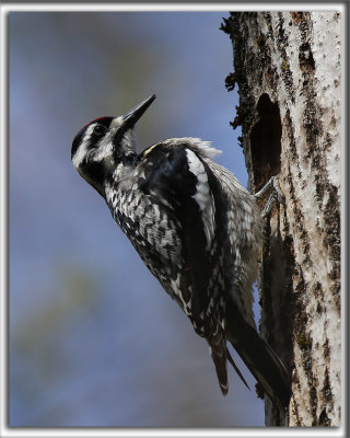 PIC MACUL, femelle    /    YELLOW-BELLIED SAPSUCKER, female     _HP_3376_a
