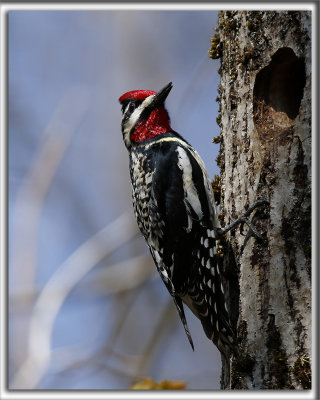 PIC MACUL  /  YELLOW-BELLIED SAPSUCKER
