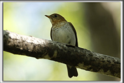 GRIVE FAUVE   /    VEERY   _HP_3886_a
