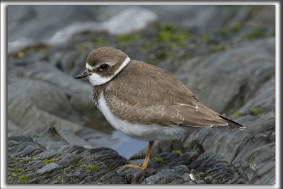 PLUVIER SEMIPALM  /  SEMIPALMETED PLOVER