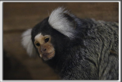 UN MARMOUSEL, un primate bavard    _HP_2481_a