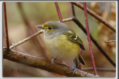 VIRO AUX YEUX BLANCS, occasionnel au Qubec    /   WHITE EYED VIREO