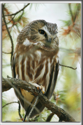 PETITE NYCTALE    /    NORTHERN SAW-WHET OWL    _HP_9653_a