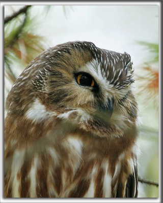 PETITE NYCTALE    /    NORTHERN SAW-WHET OWL    _HP_9653_b_b