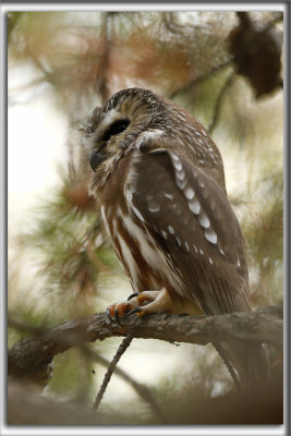 PETITE NYCTALE    /    NORTHERN SAW-WHET OWL    _HP_9668_a