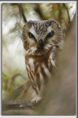 PETITE NYCTALE    /    NORTHERN SAW-WHET OWL    _HP_9685a_a