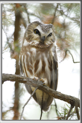 PETITE NYCTALE    /    NORTHERN SAW-WHET OWL    _HP_9689_b