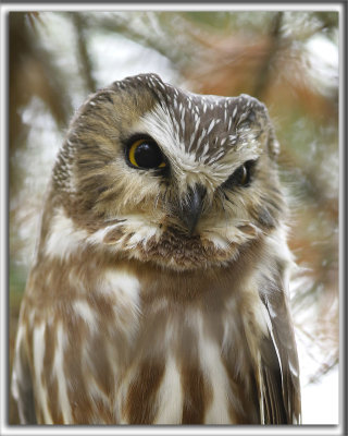 PETITE NYCTALE, Hibou plus petit qu'un merle    /   NORTHERN SAW-WHET OWL , Owl smaller than a robin 