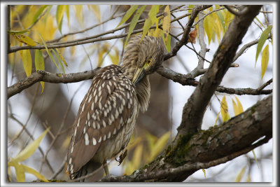 BIHOREAU GRIS  /  BLACK-CROWNED NIGHT-HERON    _HP_9785_a