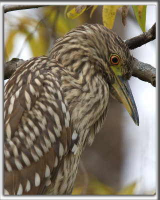 BIHOREAU GRIS  /  BLACK-CROWNED NIGHT-HERON    _HP_9770_a_a