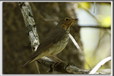GRIVE SOLITAIRE   /   HERMIT THRUSH