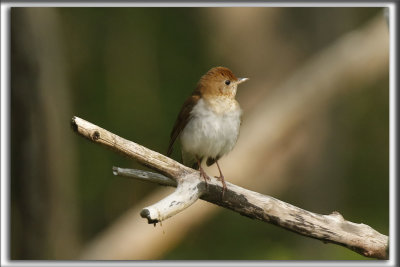 GRIVE FAUVE   /    VEERY   _HP_1998