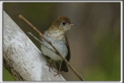 GRIVE FAUVE   /    VEERY