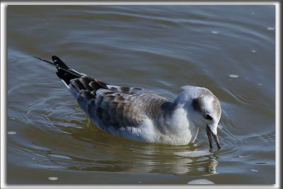 MOUETTE DE BONAPARTE   /   BONAPARTE'S GULL