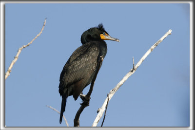 CORMORAN  AIGRETTES   /   DOUBLE-CRESTED CORMORANT    _HP_8826