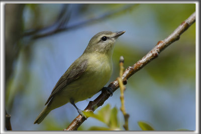 VIRO DE PHILADELPHIE    /    PHILADELPHIA VIREO