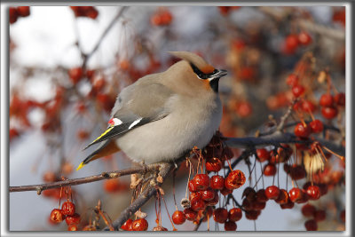 JASEUR BORAL  /  BOHEMIAN WAXWING