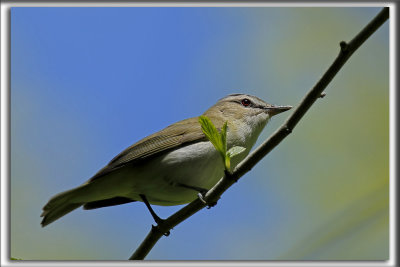 VIRO AUX YEUX ROUGES /  RED-EYES VIREO    _HP_4936