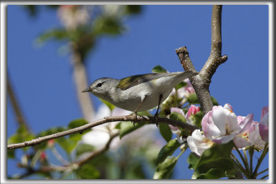 PARULINE OBSCURE   /   TENESSEE WARBLER