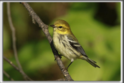 PARULINE  GORGE NOIRE, jimmature    /   BLACK-THROATED GREEN WARBLER, juvenil     _P0A1129 