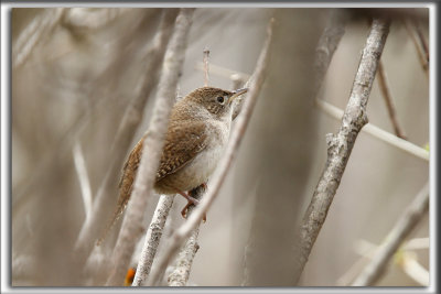 TROGLODYTE FAMILIER    /    HOUSE WREN     _MG_9159 