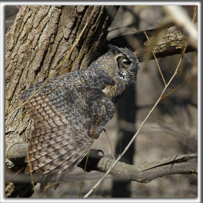 GRAND-DUC D'AMRIQUE    /   GREAT HORNED OWL    _HP_2349