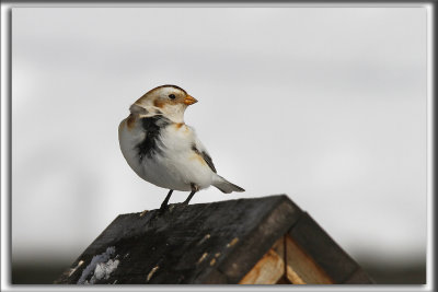 BRUANT DES NEIGES  /  SNOW BUNTING      _MG_2778