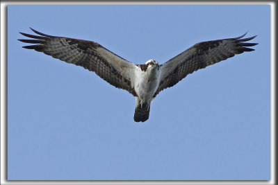 BALBUZARD PCHEUR  /  OSPREY     _MG_7111 