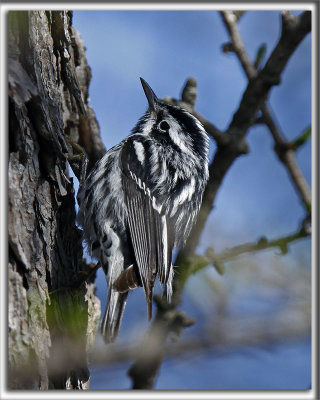 PARULINE NOIR ET BLANC   /    BLACK AND WHITE WARBLER