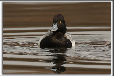 PETIT FULIGULE, male    /   LESSER SCAUP, male    _HP_2786