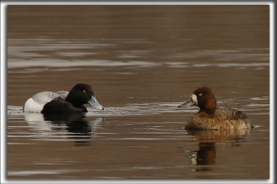 PETIT FULIGULE   /   LESSER SCAUP     _HP_2763