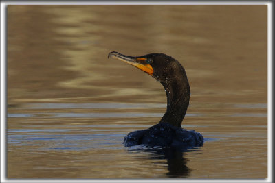 CORMORAN  AIGRETTES   /   DOUBLE-CRESTED CORMORANT    _HP_3107