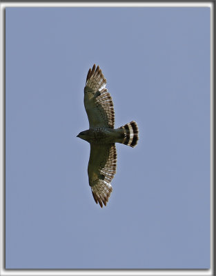 PETITE BUSE   /   BROAD-WING HAWK