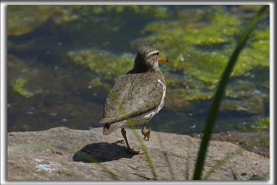 CHEVALIER GRIVEL   /   SPOTTED SANDPIPER     _HP_5346