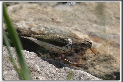 CHEVALIER GRIVEL   /   SPOTTED SANDPIPER     _HP_5363