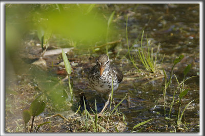 CHEVALIER GRIVEL   /   SPOTTED SANDPIPER     _HP_5323