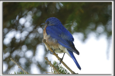 MERLE BLEU DE L'EST    /   EASTERN BLUEBIRD     _HP_5446