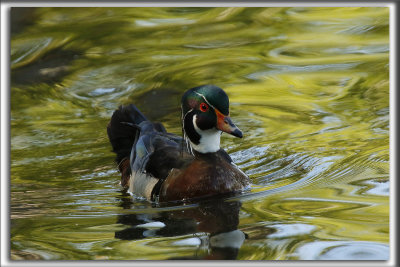 CANARD BRANCHU  /  WOOD DUCK    _HP_5036