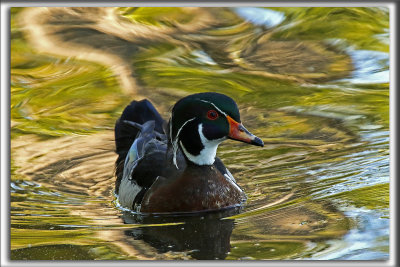 CANARD BRANCHU  /  WOOD DUCK    _HP_5048