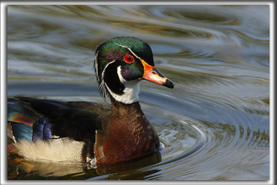 CANARD BRANCHU  /  WOOD DUCK