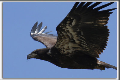 PYGARGUE  TTE BLANCHE, juvnile /   BALD EAGLE,  immature       _HP_8745  ab