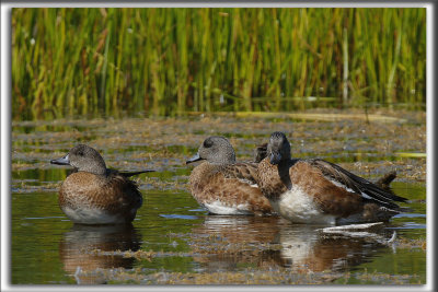 CANARD DAMRIQUE   /   AMERICAN WIGEON_HP_1235 a