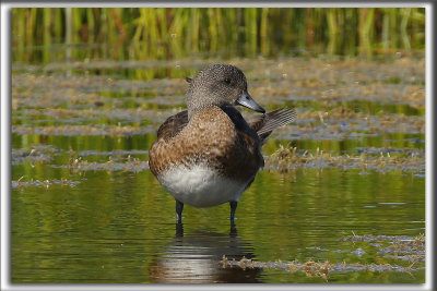 CANARD DAMRIQUE   /   AMERICAN WIGEON_HP_1152 a