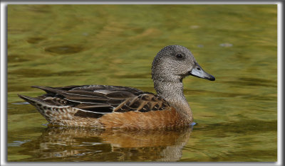 CANARD D'AMRIQUE   /   AMERICAN WIGEON