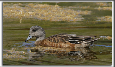 CANARD DAMRIQUE   /   AMERICAN WIGEON_HP_1406 a