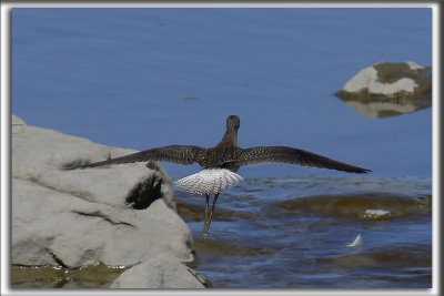 PETIT CHEVALIER   /   LESSER YELLOWLEGS