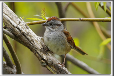 BRUANT DES MARAIS  /  SWAMP SPARROW     _HP_4170