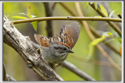 BRUANT DES MARAIS  /  SWAMP SPARROW     _HP_4208